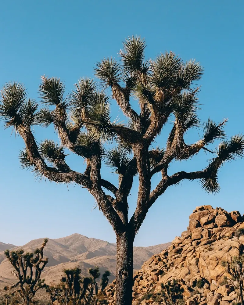 Joshua Tree view