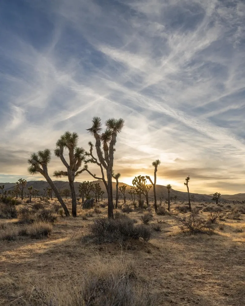 Joshua Tree view