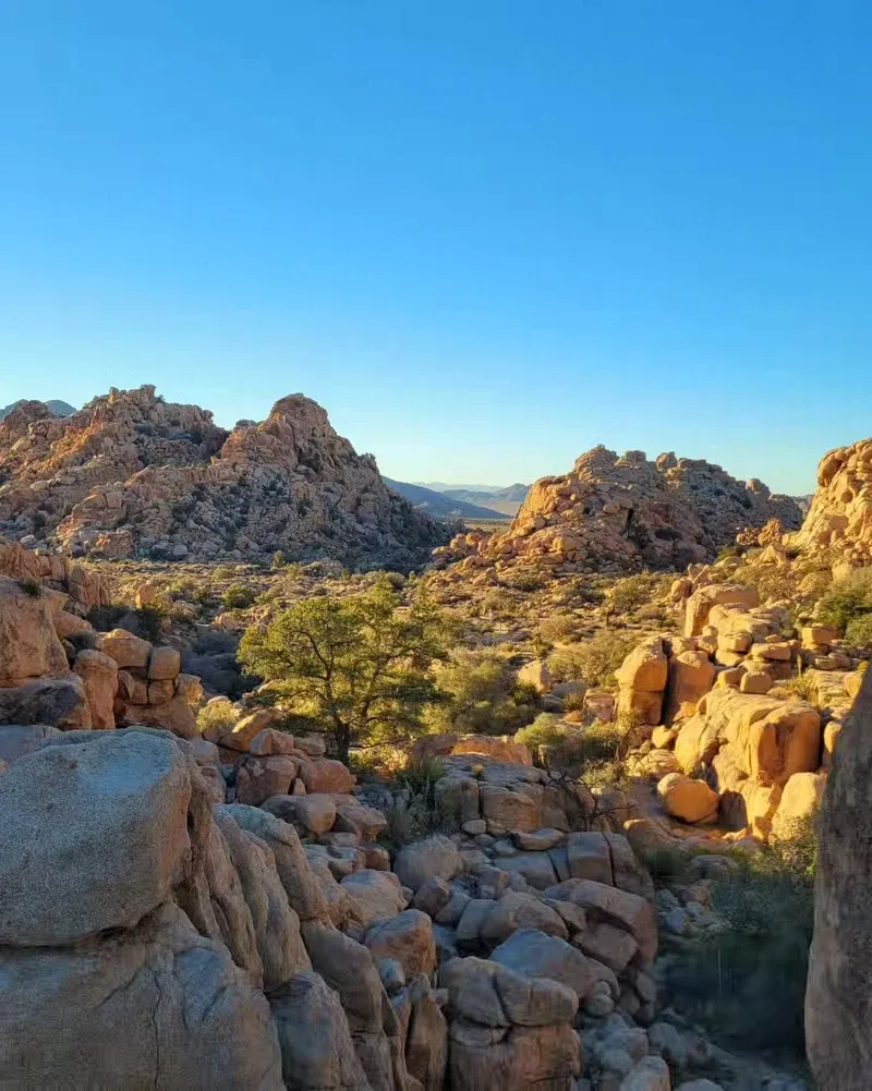 Joshua Tree view